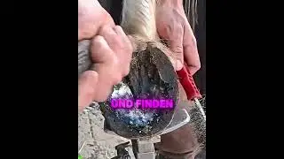 Sie verkaufte ihr Pferd 🐴😳