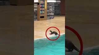 Este león marino bebé sorprendió a todo el mundo 👏