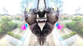 🐈 cat mounts unicorn 🦄 eats Wellness CORE 95% Natural Grain Free Beef & Chicken Paté Wet Cat Food