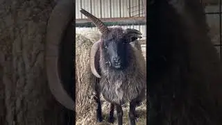 Sheep’s Horn Falls off