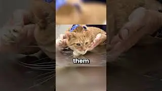 Why Do Cats Freeze Like This?