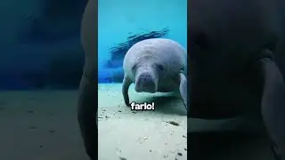 Pescare… Una Mucca Marina?!😱