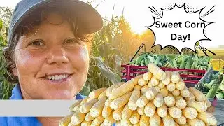 Preserving Corn the Mennonite Way! My Best Tips for Fresh-tasting Corn in mid winter!