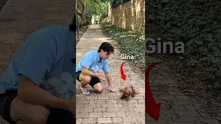 Mi perro Gina tiene una enfermedad sin cura #triste #perros
