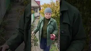 Памятник нужно поставить! Вкусная острая закуска из хрена и свеклы.