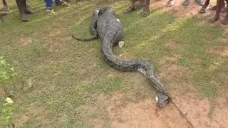 Python Swallows Goat Whole