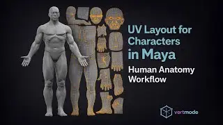 UV Layout for Characters in Maya – Human Anatomy Workflow