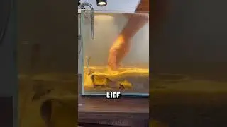 Was ist mit dem sechsten Fisch passiert? 😱