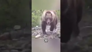 NEVER do these 3 things near a bear!