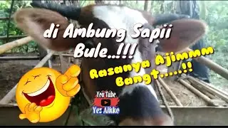 ojo isin dadi bocah ndeso!(aikko cah ndeso?iyo ancen)