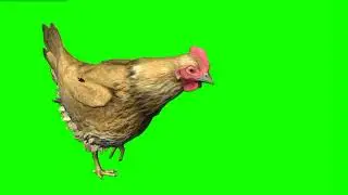Hen green screen Effect Video - Non copyright Animation - Running green screen