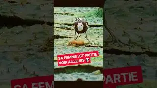 LE JACANA À LONGUE QUEUE 💀