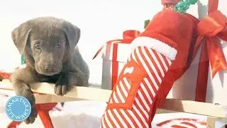 How to Photograph Your Pets - Martha Stewart