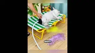 This bulldog is popping bags every 7 minutes!