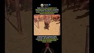 Un toro entra nel recinto e cambia il comportamento della mandria
