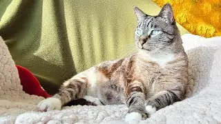 Tiki Cat Brand After Dark Natural Non-GMO Chicken & Lamb Recipe Wet Cat Food Eating Reviews #shorts