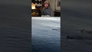 Ich wäre sofort reingesprungen 🦈