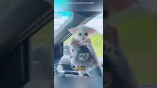 Во время поездки ко мне привязалось милое животное, а потом…