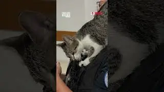 Police officer cats