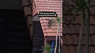 🐈 Cat having a lot of fun on the roof 🏠