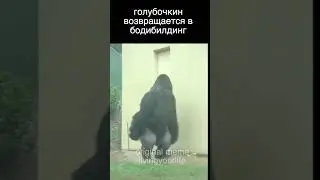 Голубочкин возвращается в Бодибилдинг/Мемы Оригинальные