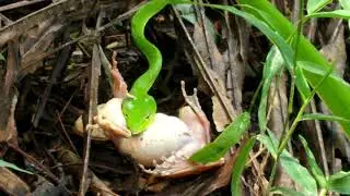 Ular makan katak.kasihan sebenarnya