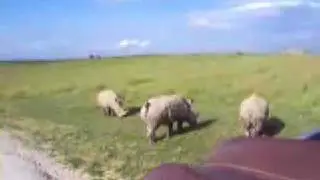 Running Rhino!
