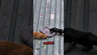 Voleva salvare solo un GATTINO!🥺