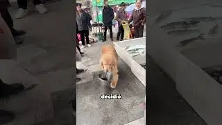 This dog saved a fish's life ❤️