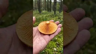 Как есть рыжики прямо в лесу