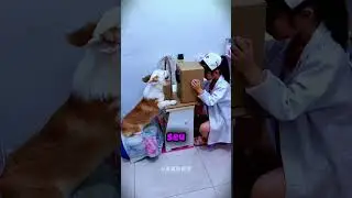 Esse cachorro ajudou sua dona a realizar o GRANDE sonho... 🧑🏽‍⚕️🥰