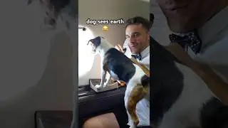 Dog Sees Planet Earth For First Time 🤯
