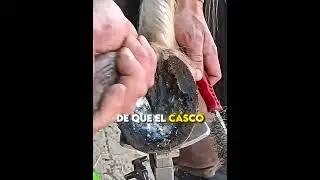 Vendió a su caballo