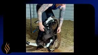 Jacob 4 Horn Simple Shearing