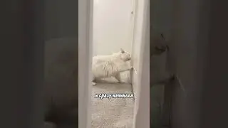 Кошка не слышит, но всё равно нашла своего хозяина