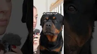 Er ist halt mein Baby!!! # #dogsofyoutube #rottweiler #dogshorts