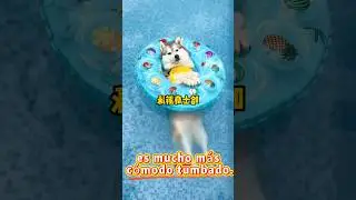 ¡Probando la piscina para mascotas, desde los 10 cm hasta llenarla por completo! 🐶💦 #foryou #pets