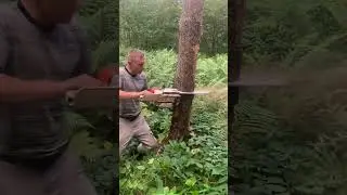 El mejor método para cortar un árbol 👏