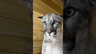 Le Puma Sono Uniche!😻😍