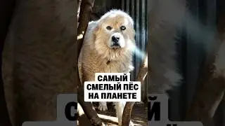 Собака Против 11 Койотов! Каспер - Самый Смелый Пёс на Планете