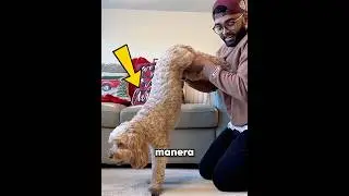 Save your dog if it's choking 😮😧 