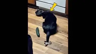 Cucumbers trigger cats' instincts 😮😳 