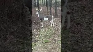 That’s a cool looking piebald ?? #deer #wildlife #nature  618-771-3992