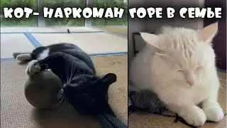 КОТА ВШТЫРИЛО ОТ ШАРА МЯТЫ 😂 | ZUBAREFFF | Зубарев 