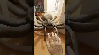 Spider Breaks into my House!
