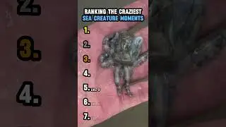 RANKING THE CRAZIEST SEA CREATURE MOMENTS