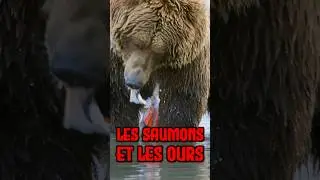 Pourquoi les ours ne mangent pas le saumon en entier ?? #animaux #ours #saumon