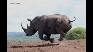 White rhino bull charging at full speed