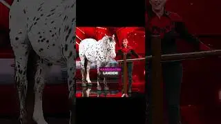 Was ein verrücktes Pferd!