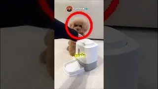 O CACHORRINHO É MUITO INTELIGENTE! 😱🐶 #curiosidades #shortsfeed #dog